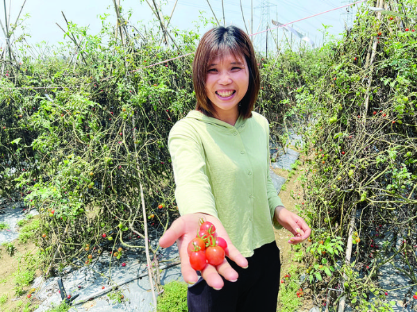 楊柳香不斷擴(kuò)大種植規(guī)模。