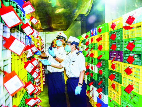     惠州海關關員現場查驗出口農產品。惠州日報記者劉煒煒 通訊員張仕榮 攝