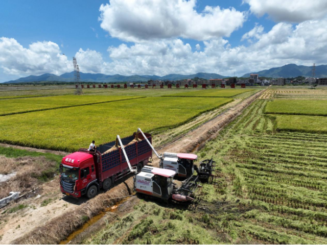 農業企業在種植基地收割稻谷 農業企業在種植基地收割稻谷