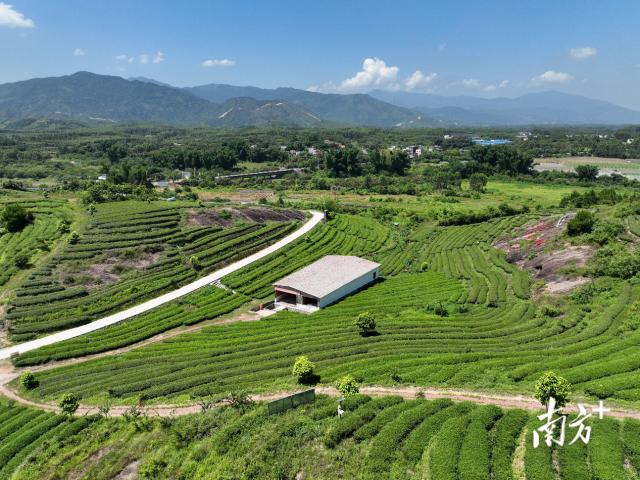 惠東縣巖茶農業公園 惠東縣巖茶農業公園