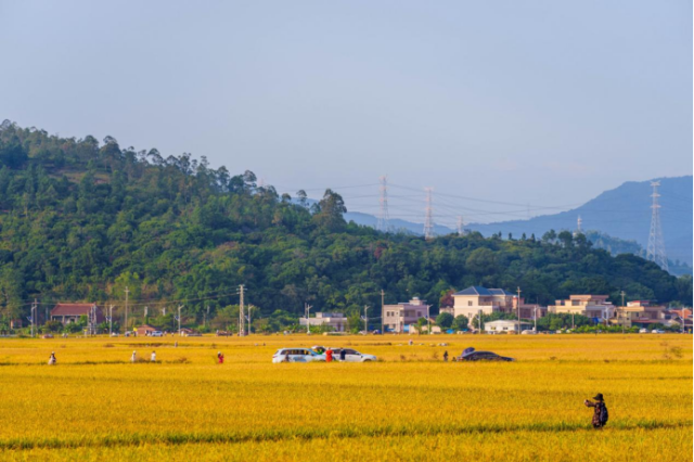 市民和游客來竹園村觀賞豐收美景 市民和游客來竹園村觀賞豐收美景