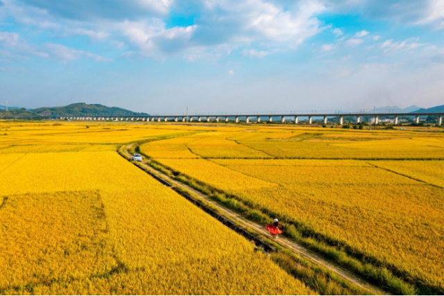 一層層金黃色的稻浪 一層層金黃色的稻浪